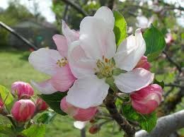 Apple Blossom
